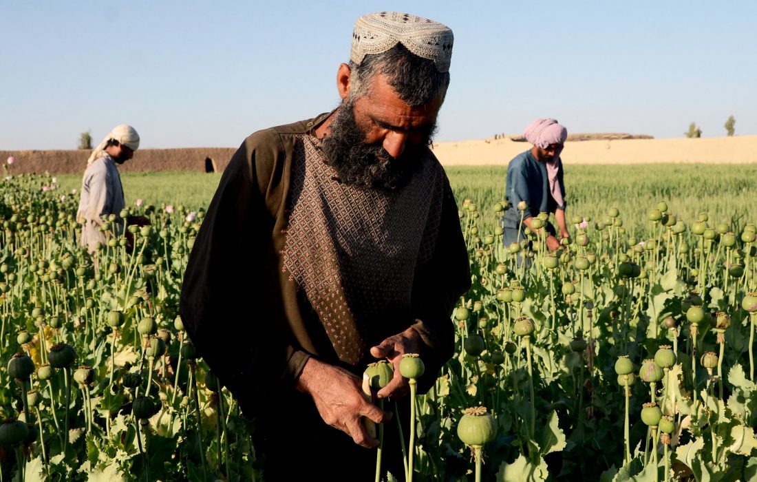 مواد مخدر کارت بازی طالبان برای برسمیت شناختن