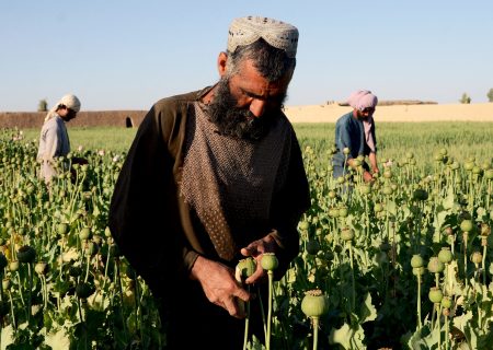 اربابان مواد مخدر؛ آیا طالبان از تجارت پرسود تریاک دست بر می‌دارد؟