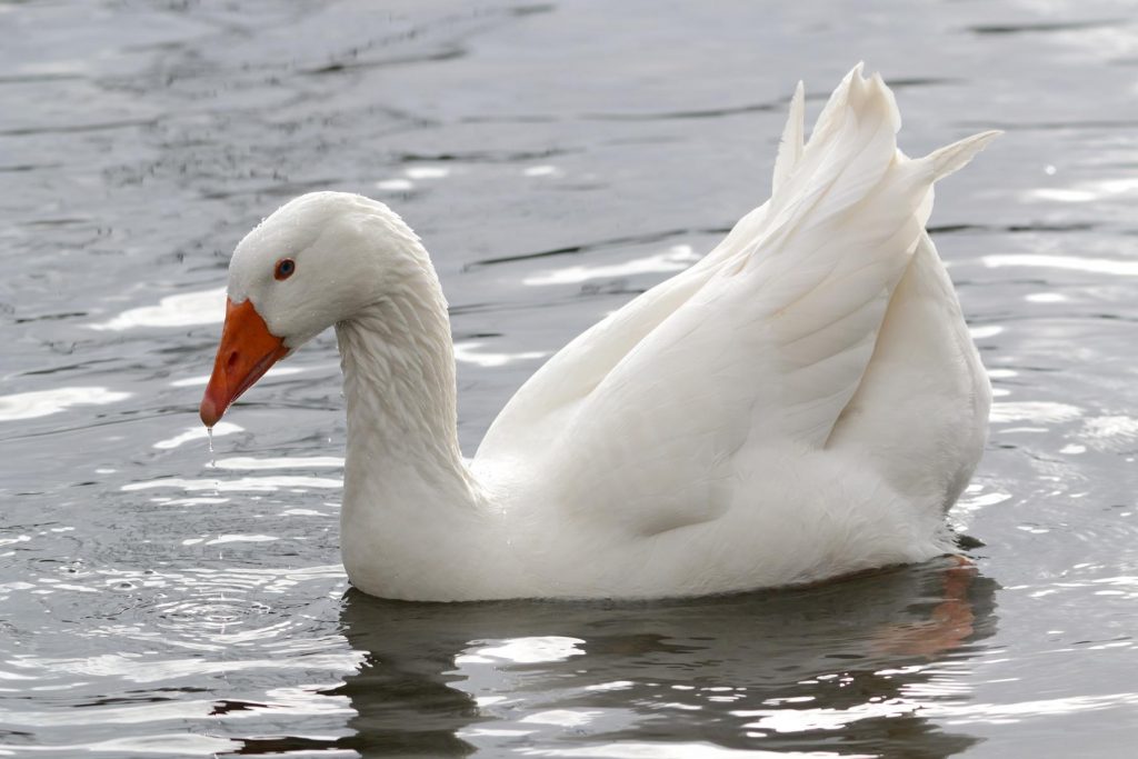 آرایش غاز سفید؛ جلوه‌ای شگفت‌انگیز از طبیعت در دریاچه گائویو چین